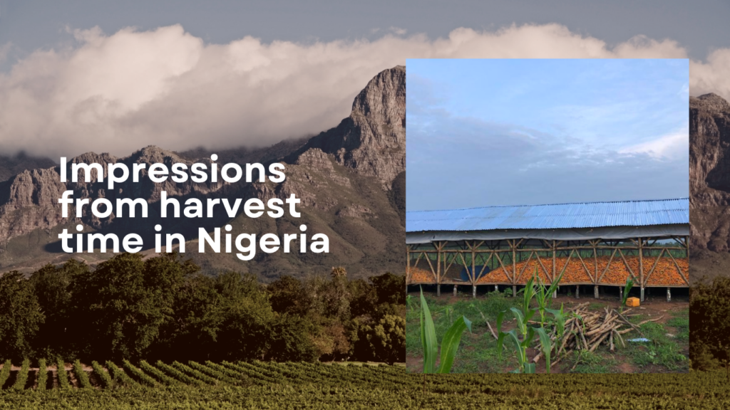 Farm GrowExpress Ltd. - Impressions from harvest time in Nigeria, by Dr. Thomas Schulte, Berlin