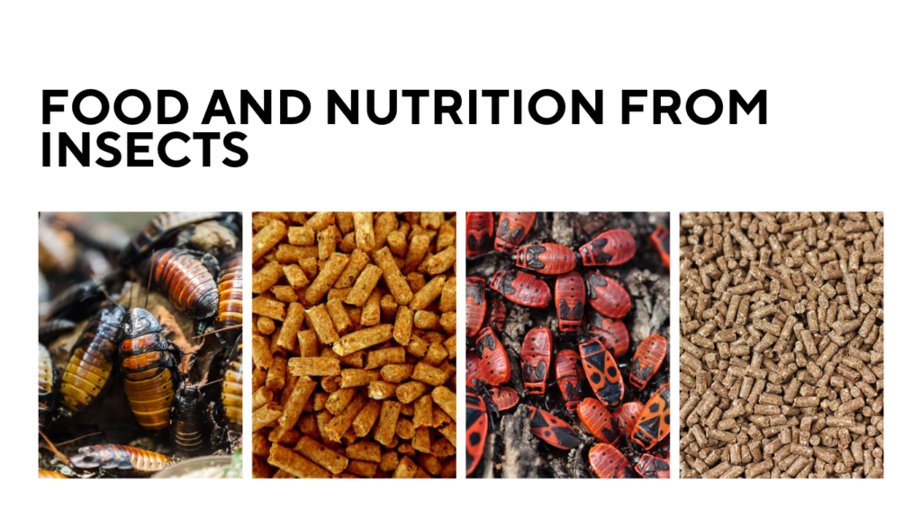 Food and nutrition from insects