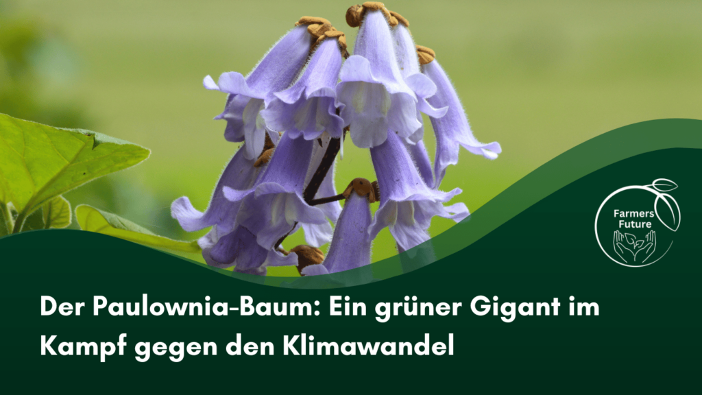 Farmers Future - Paulownia Baum