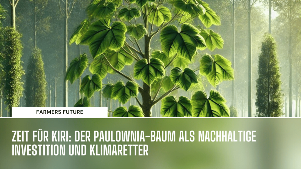 Klimaretter Paulownia - Farmers Future